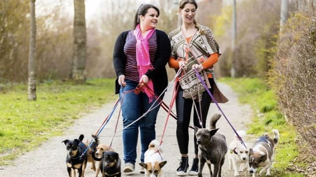 Volunteer friends walking with a dog shelter 